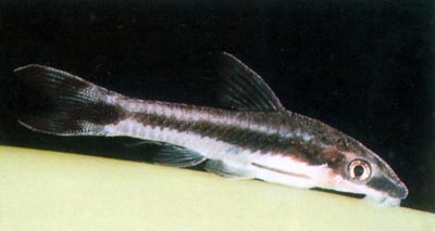 Otocinclus vestitus